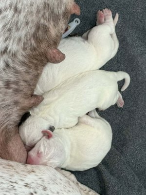 Rufnit H Litter 01-26-26 cropped.jpg