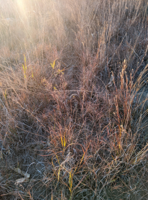 Screenshot_20260411-103244.png Screenshot_20260411-103244.png