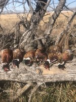 B232B911-50DB-43E6-B127-D4D278415440.jpeg B232B911-50DB-43E6-B127-D4D278415440.jpeg