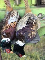 6A1BB947-B1F2-497D-A3B8-AC88C023D556.jpeg 6A1BB947-B1F2-497D-A3B8-AC88C023D556.jpeg