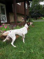 oreo 3.jpg oreo 3.jpg