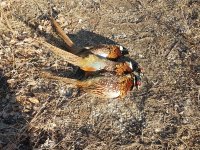 20211219_095655.jpg 20211219_095655.jpg