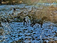 Three Amigos on point.jpg