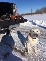 12-29-21 roosters.jpg