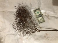 whole plant.jpg whole plant.jpg