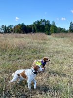 Gus and Tapper on point.jpg