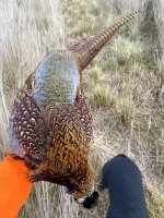 Hunt, 2021-12-3 (9).JPG