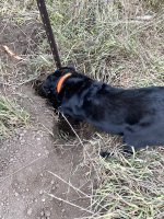 Hunt, 2021-12-4 (2).JPG