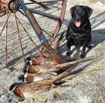 Hunt, 2019-11-16 SD pheasant hunt (8).JPG