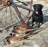 Hunt, 2019-11-16 SD pheasant hunt (7).JPG