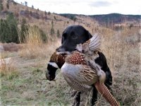 Scouts_first_pheasant.jpg Scouts_first_pheasant.jpg
