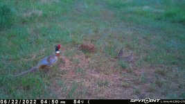 062222 - F18 - Rooster & 2 quail.jpg