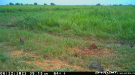 062222 - F31 - 8 ph chicks.jpg