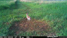 062222 - F2 - Jack Rabbit.jpg