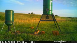 062422 - DB - 2 cottontails.jpg