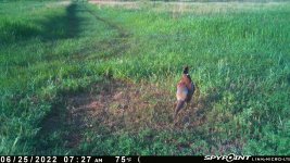 062522 - F2N - Rooster.jpg