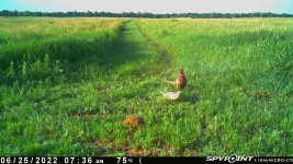 062522 - F17 - Rooster & Hen.jpg