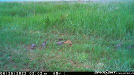 062522 - F33 - 6 ph chicks.jpg