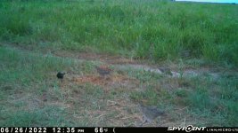 062622 - F31 - 5 ph chicks.jpg