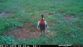 062722 - F15I - crowing rooster.jpg