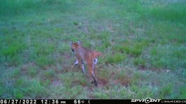 062722 - F17M - Bobcat.jpg