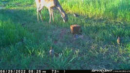 062922 - F30 - 6 chicks & doe.jpg