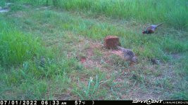 070122 - F30 - Rooster-Hen-Chick-2 mice.jpg