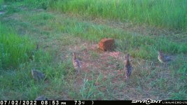 070222 - F30 - 6 ph chicks.jpg