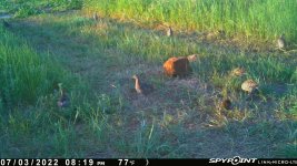 070322 - F30 - 10 ph chicks-1 mouse.jpg