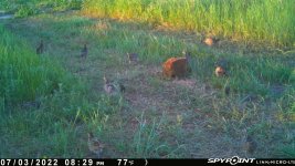 070322 - F30 - 11 ph chicks.jpg