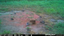 070722 - FOI - 2 rabbits-4 dove-2 mice.jpg