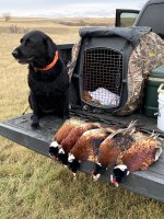 Hunt, 2020-10-19 (8).JPG