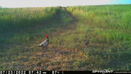 072322 - F15 - Rooster & Hen.jpg