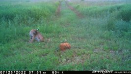 072522 - F17 - Bobcat.jpg