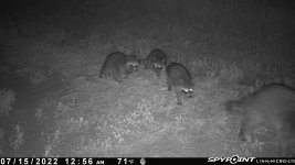 071522 - F1 - Mom & 3 baby racoons.jpg
