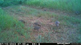 071522 - F30 - 6 ph chicks.jpg