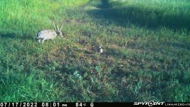071722 - F14 - 2 Quail & Jackrabbit.jpg