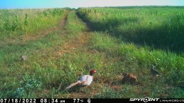 071822 - F15 - Rooster & 2 Hens.jpg