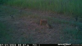 072122 - F30 - 5 ph chicks.jpg