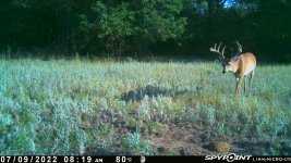 070922 - F4 - 11 pt Buck.jpg