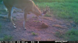 071022 - F0I - Buck-3 rabbits.jpg