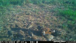 071322 - F4 - 6 ph chicks.jpg