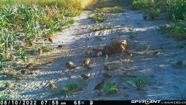 081022 - F18 - 24 quail.jpg