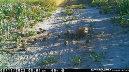 081122 - F18 - 28 quail.jpg