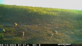 081222 - F15 - 6 pheasant.jpg