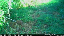 081522 - F15 - 4 ph chicks.jpg