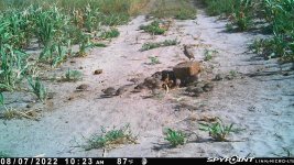 080722 - F18 - 2 quail with 23 chicks.jpg