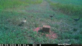 080922 - F14 - 3 older ph chicks.jpg