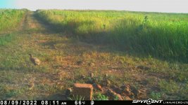 080922 - F15 - Hen Ph & 14 quail.jpg