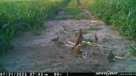 073122 - F1 - Hen & 4 ph chicks.jpg